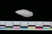 藏品(乳白彈頭螺)的圖片